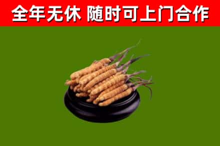 行唐回收冬虫夏草