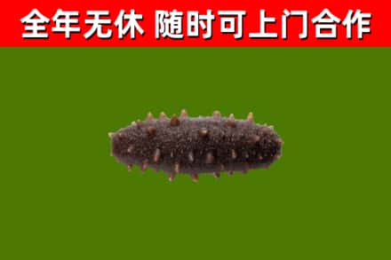 行唐回收海参干